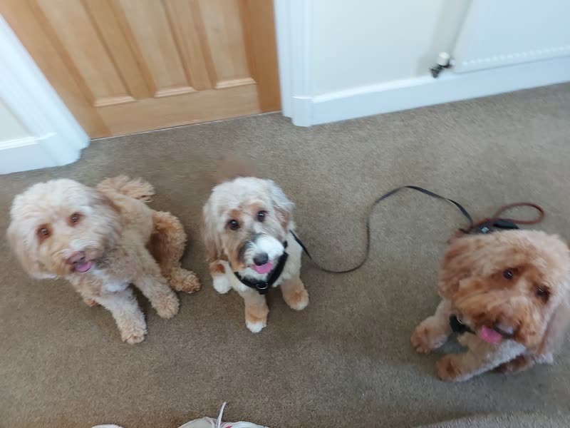 Three freshly groomed apricot cockapoos sitting together on the hallway floor at Lynn's Dog Grooming