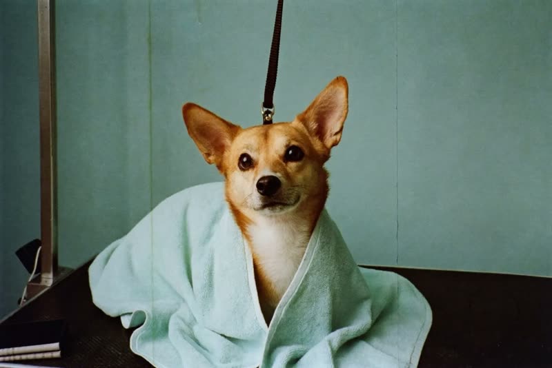 A folded towel and a slicker brush laid out ready